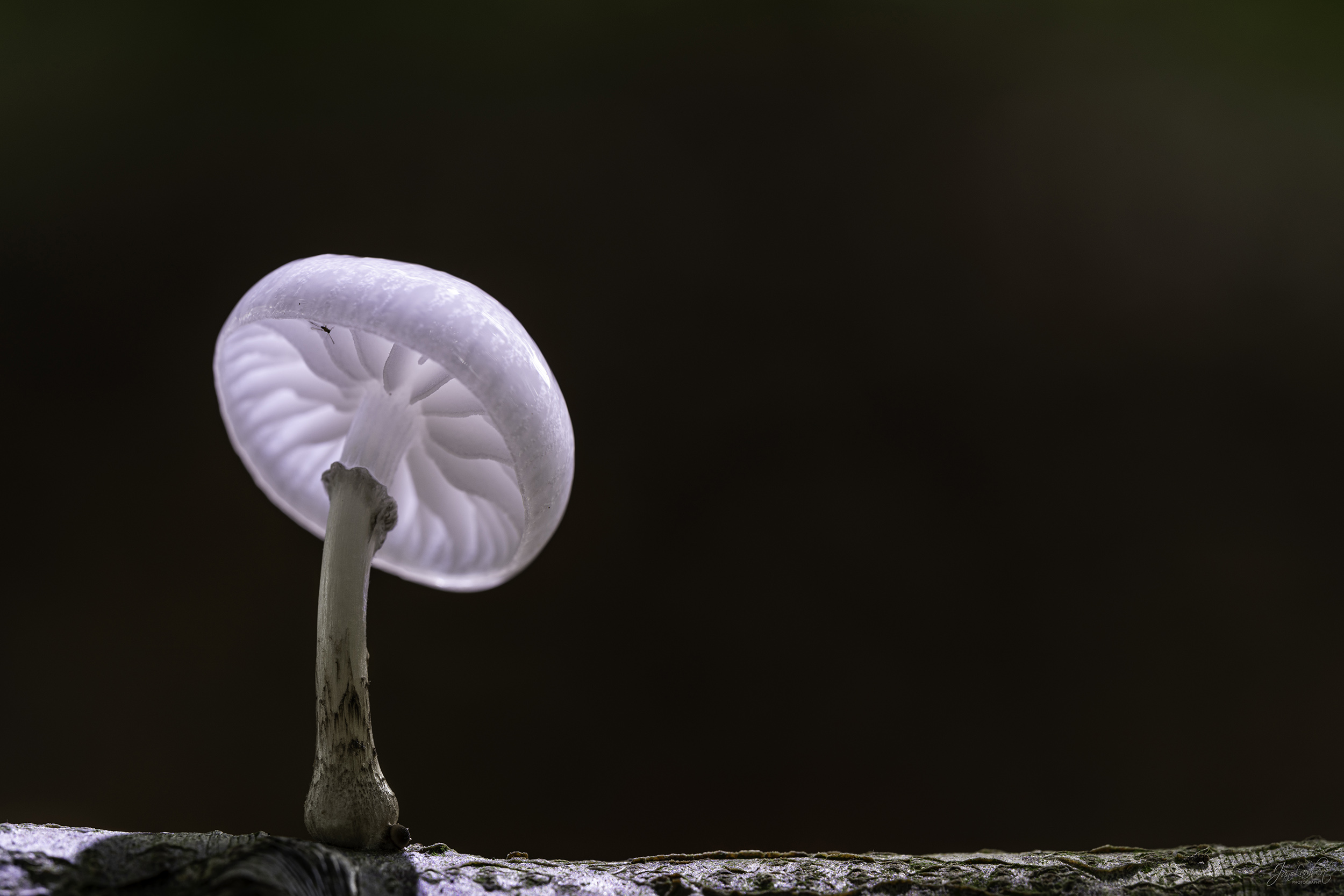 foto porseleinzwam - Janlambertphotography.com